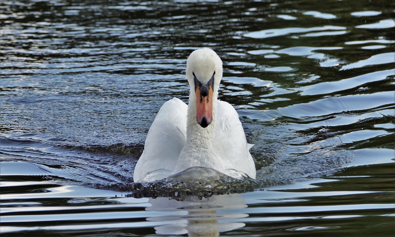 mute swan nature waterfowl free photo