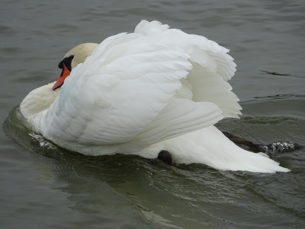 mute swan swan swan swimming free photo
