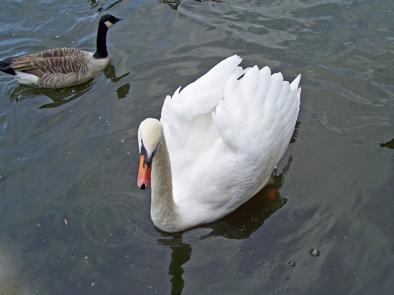 mute swan cygnus olor swan free photo