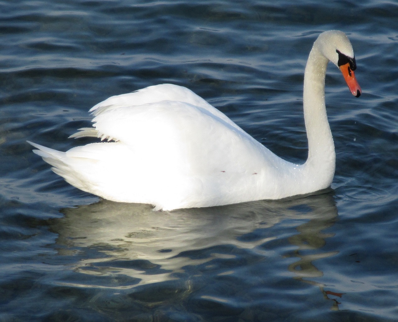 mute swan bird swan free photo