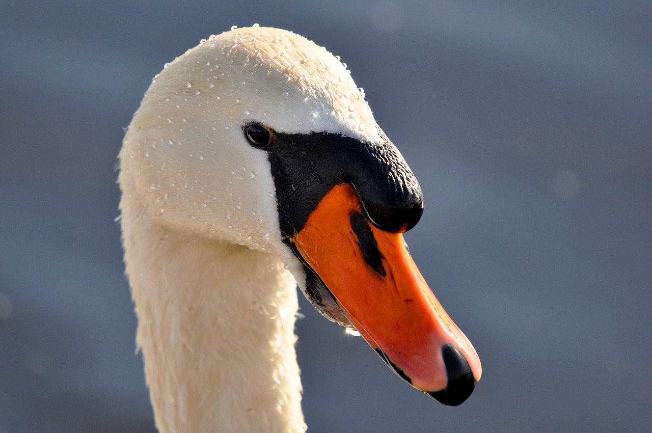 mute swan swan animal free photo