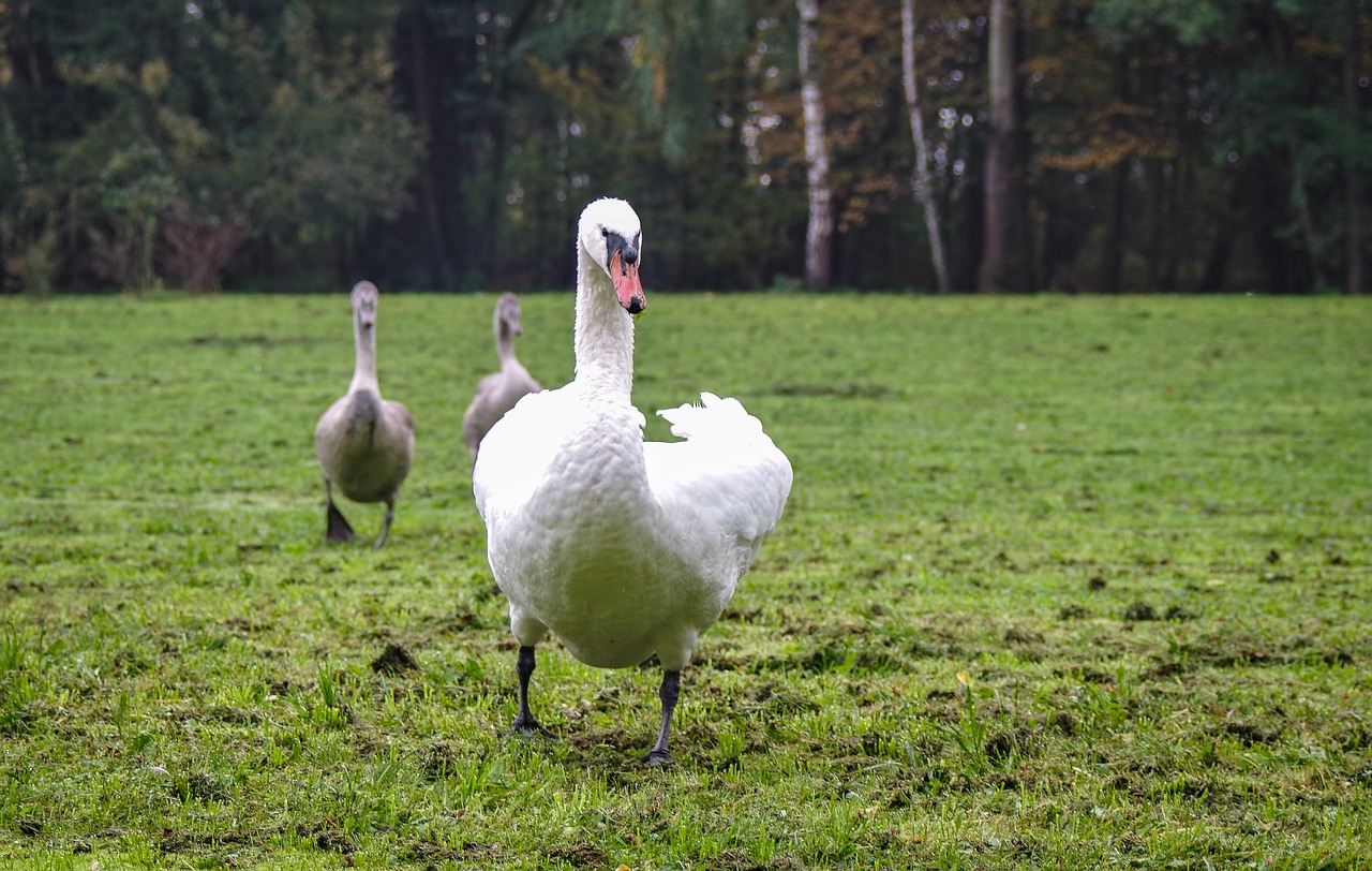mute swan  attacks  runs free photo