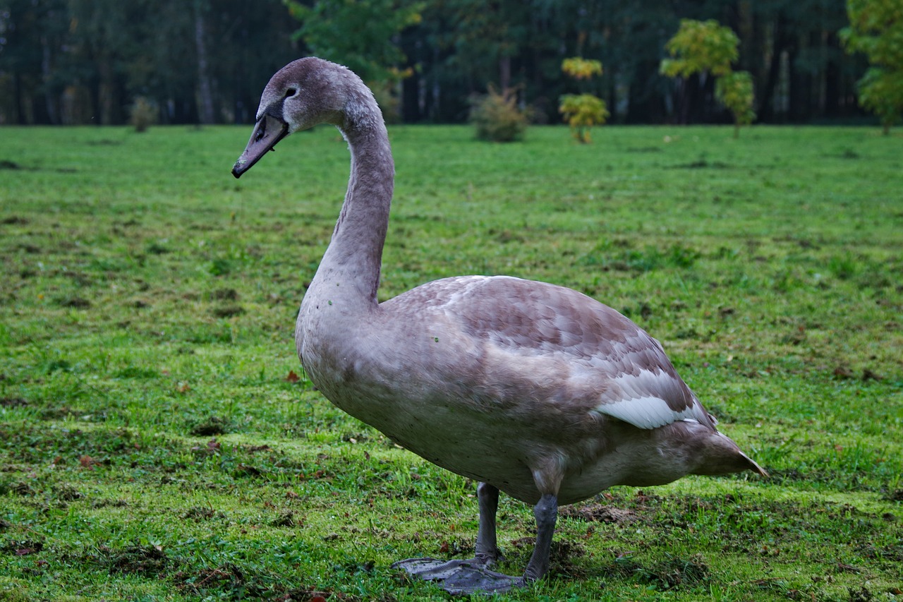 mute swan  young  gray free photo