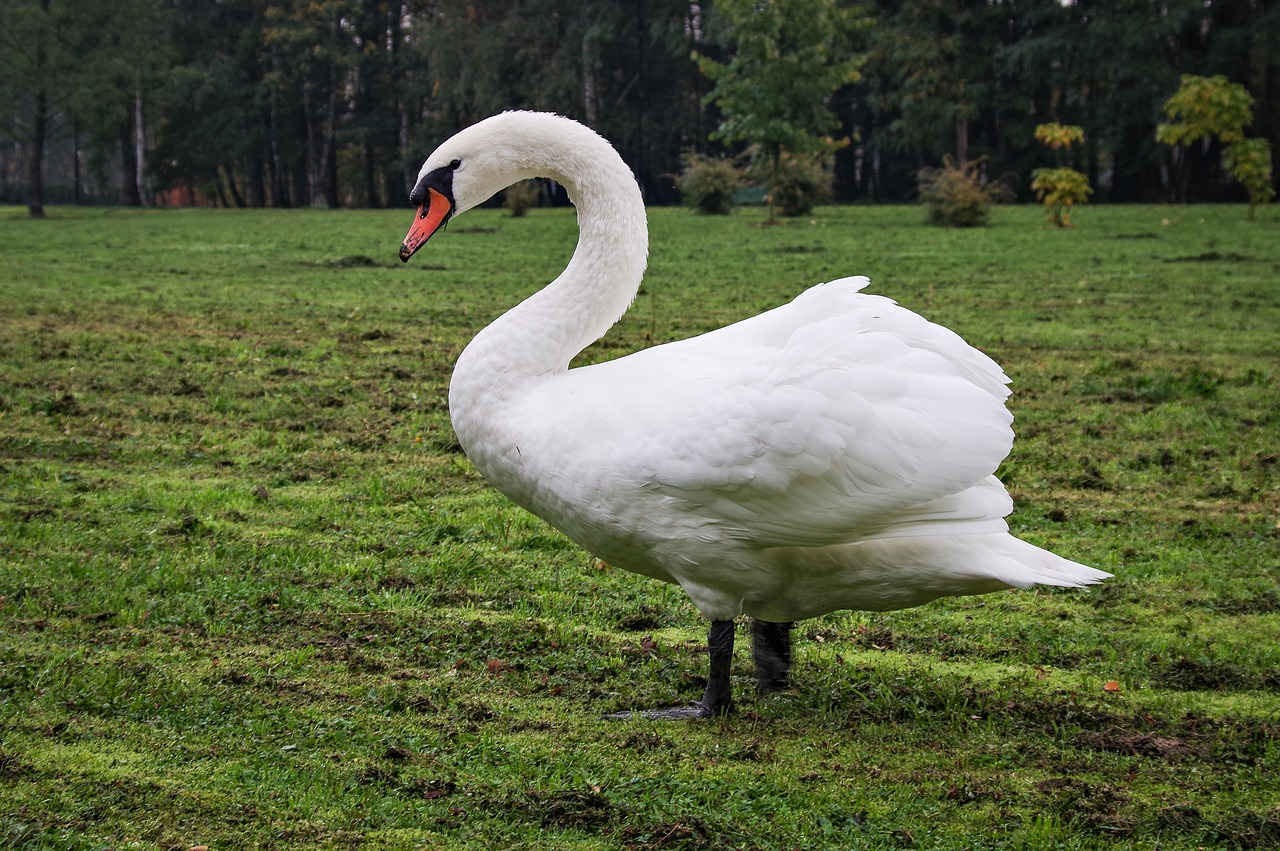 mute swan  young  gray free photo