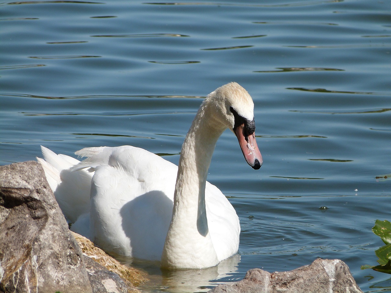 mute swan bird watching lake morton free photo
