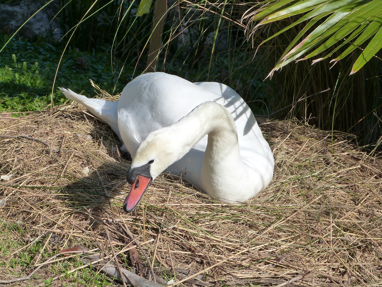 mute swan swan bird watching free photo