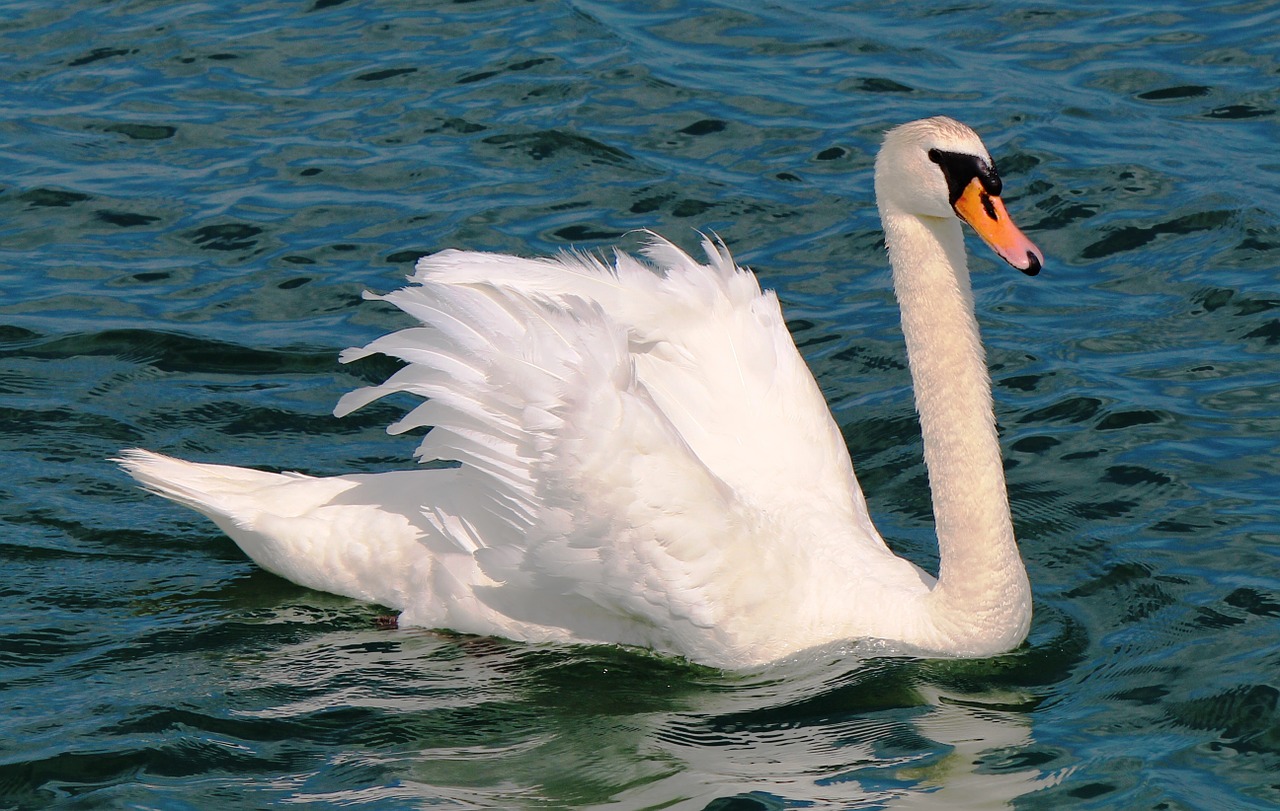 mute swan swan plumage free photo