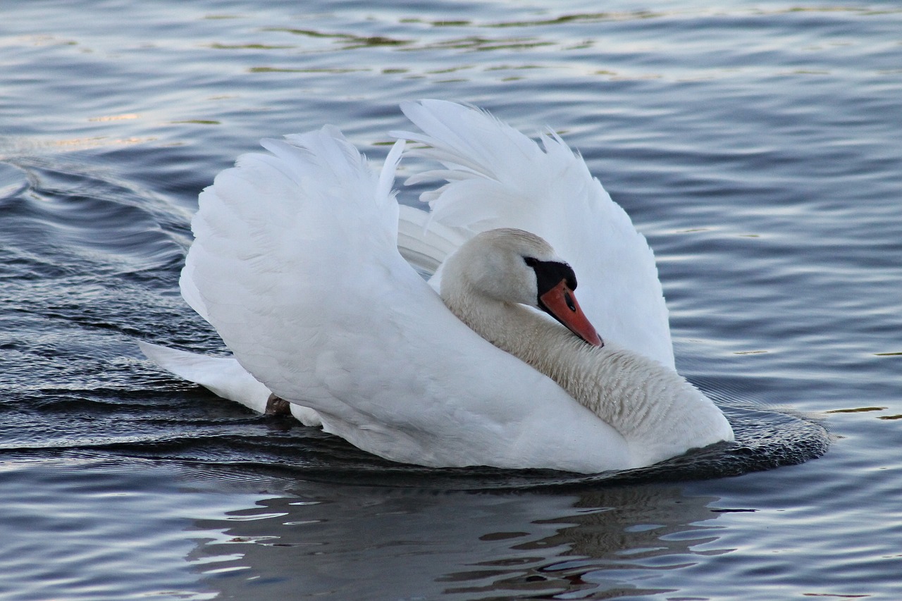 mute swan  swan  vattenfågel free photo