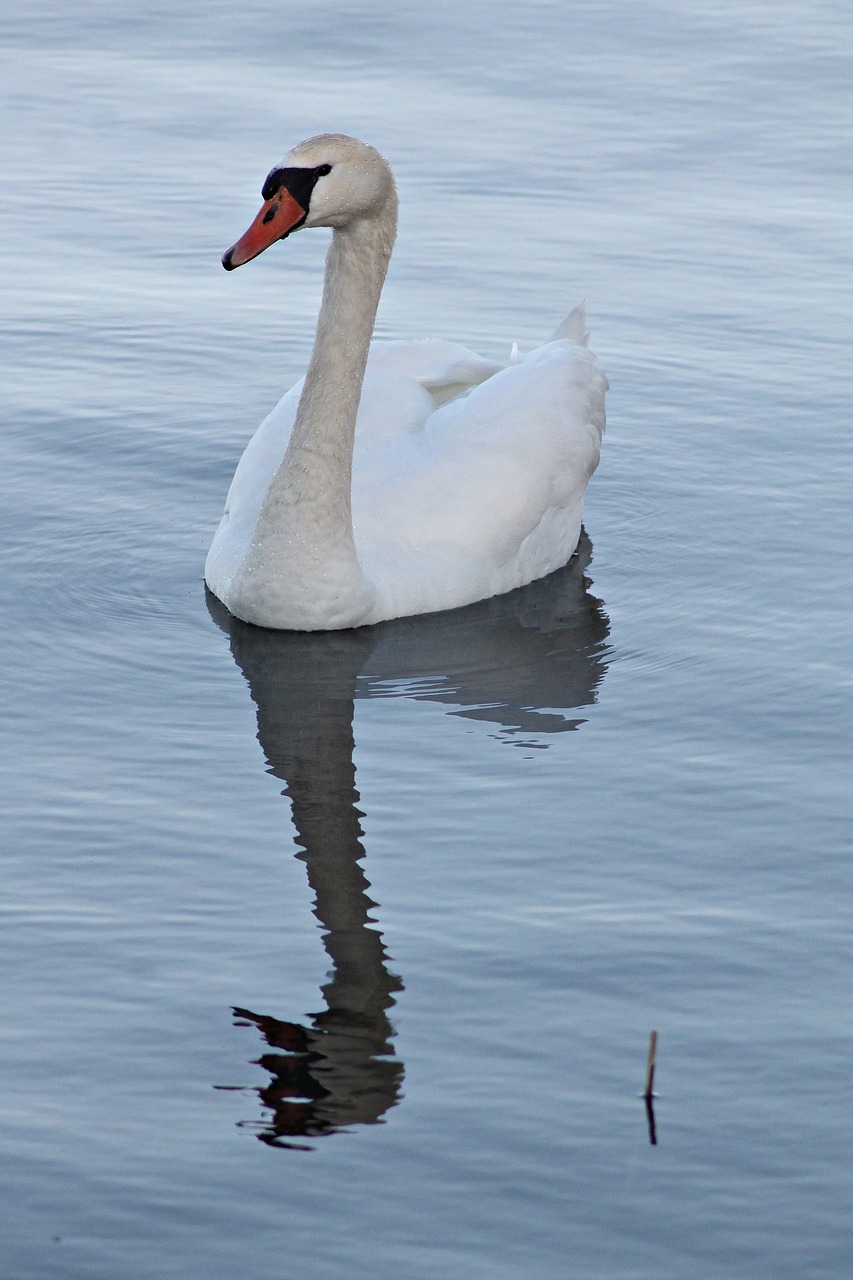 mute swan  swan  vattenfågel free photo