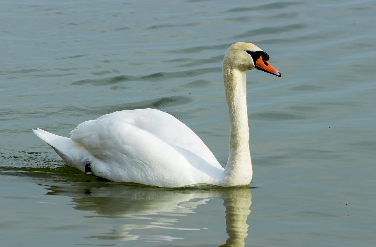 mute swan  swan  white free photo