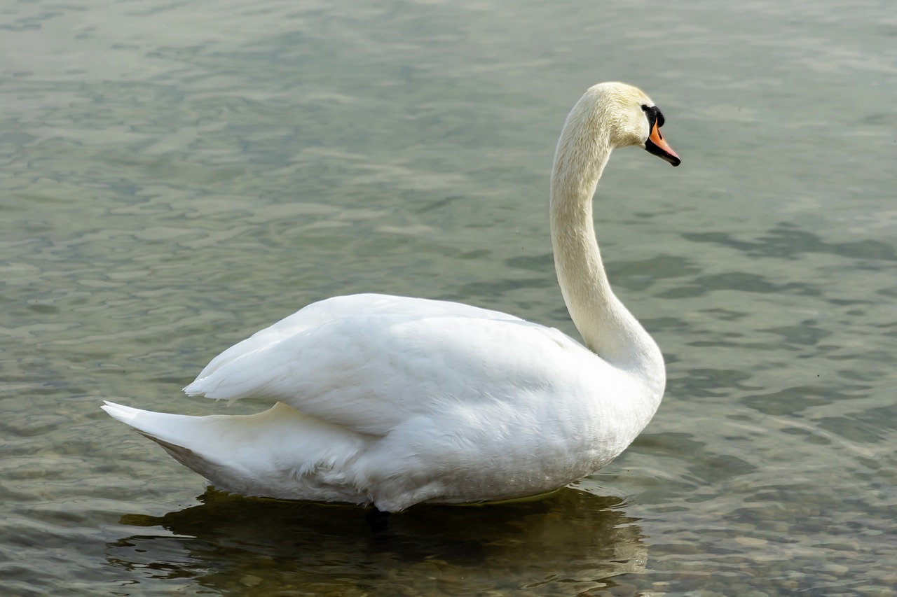 mute swan  swan  white free photo