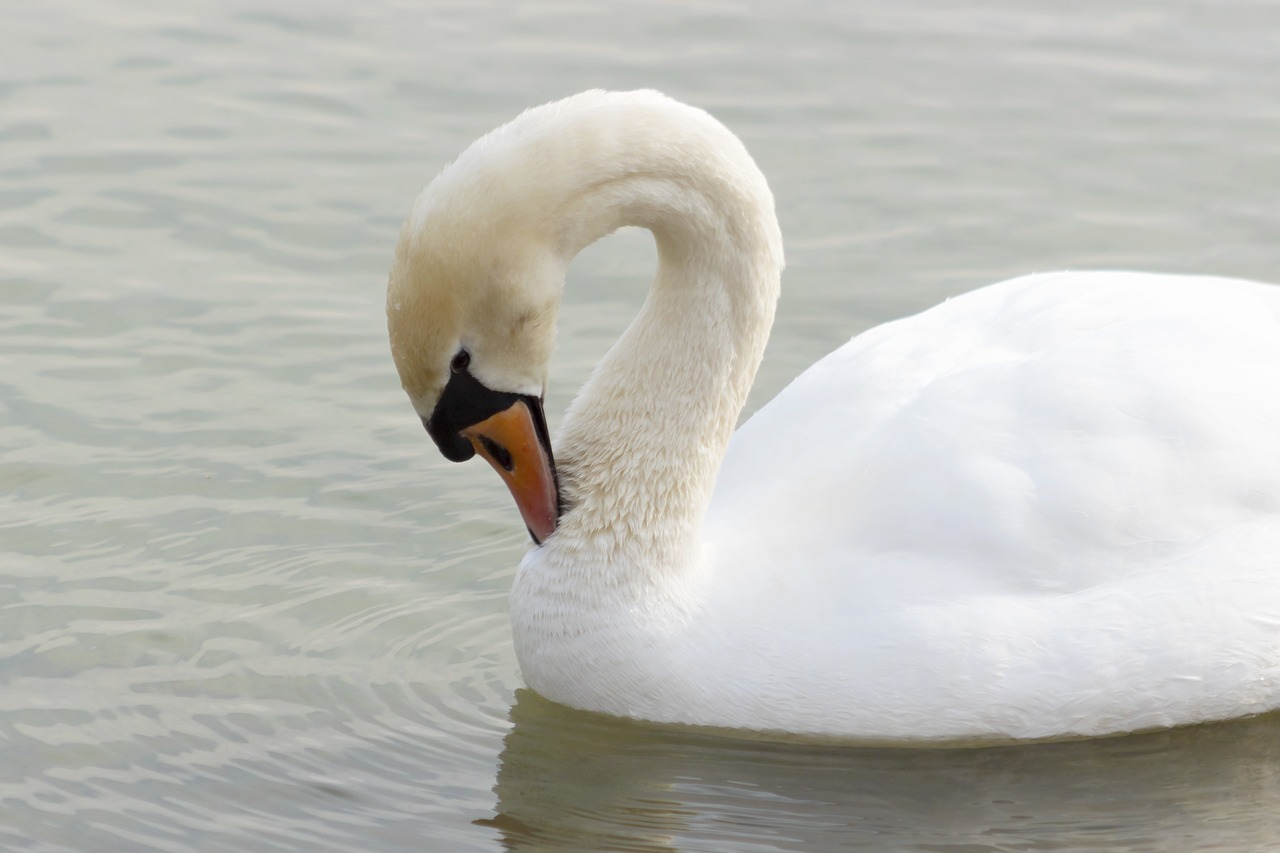 mute swan  swan  bird free photo