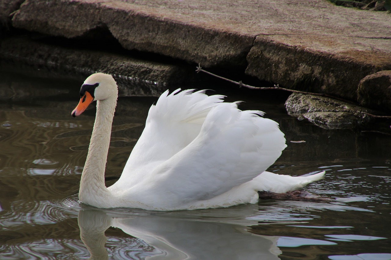 mute swan  neck  sunny free photo