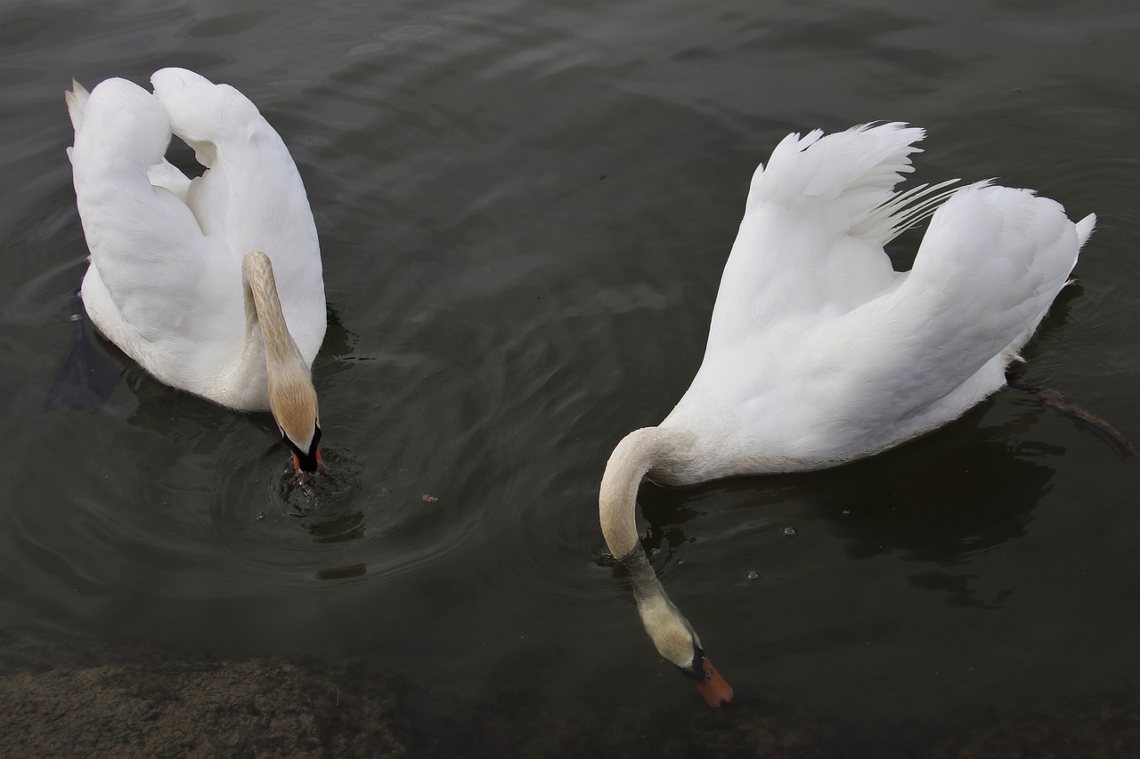 mute swan  swim  white free photo