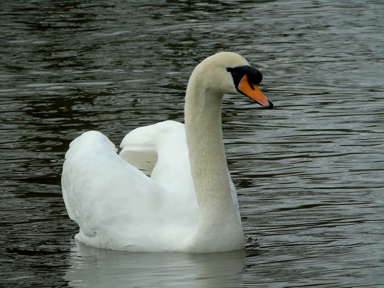 mute swan  swan  water birds free photo