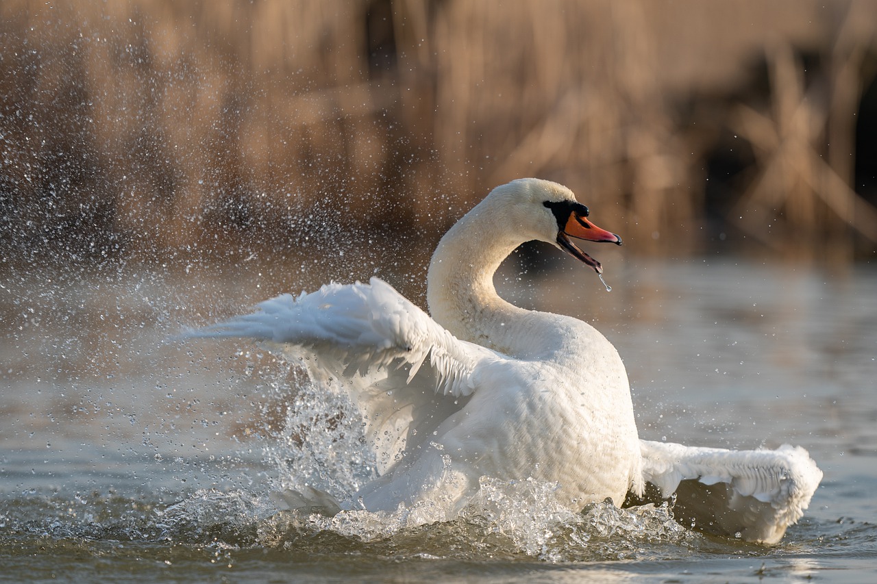 mute swan  cygnus olor  bird free photo