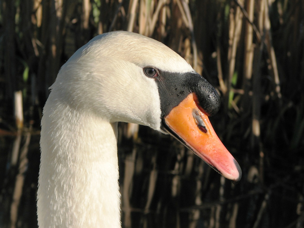 mute swan swan bill free photo