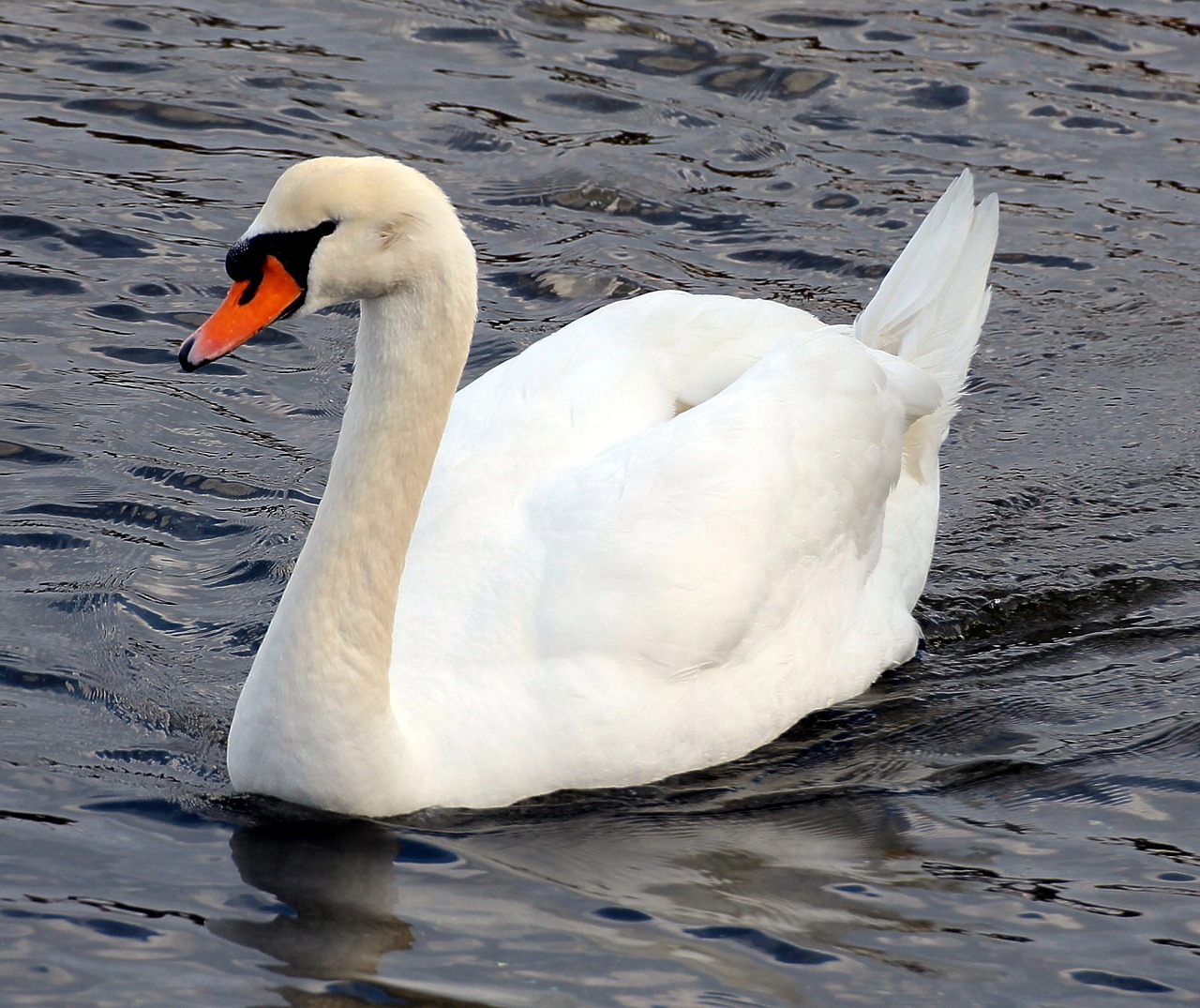 mute swan cygnus olor swan free photo