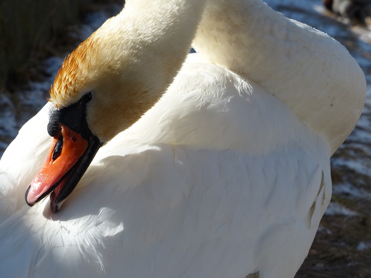mute swan swan clean free photo
