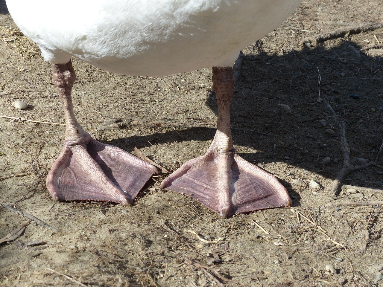 mute swan swan bird free photo