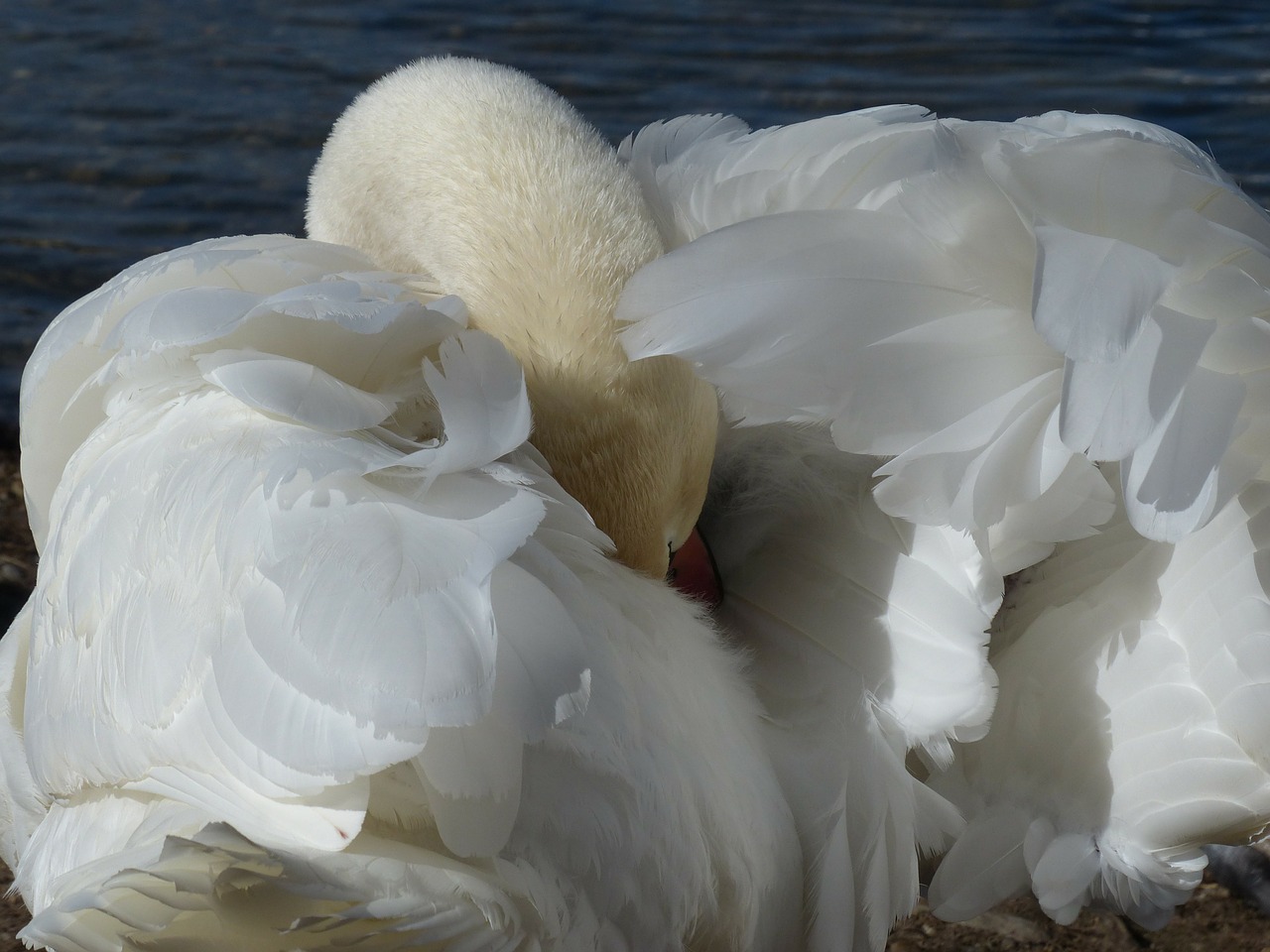 mute swan swan clean free photo