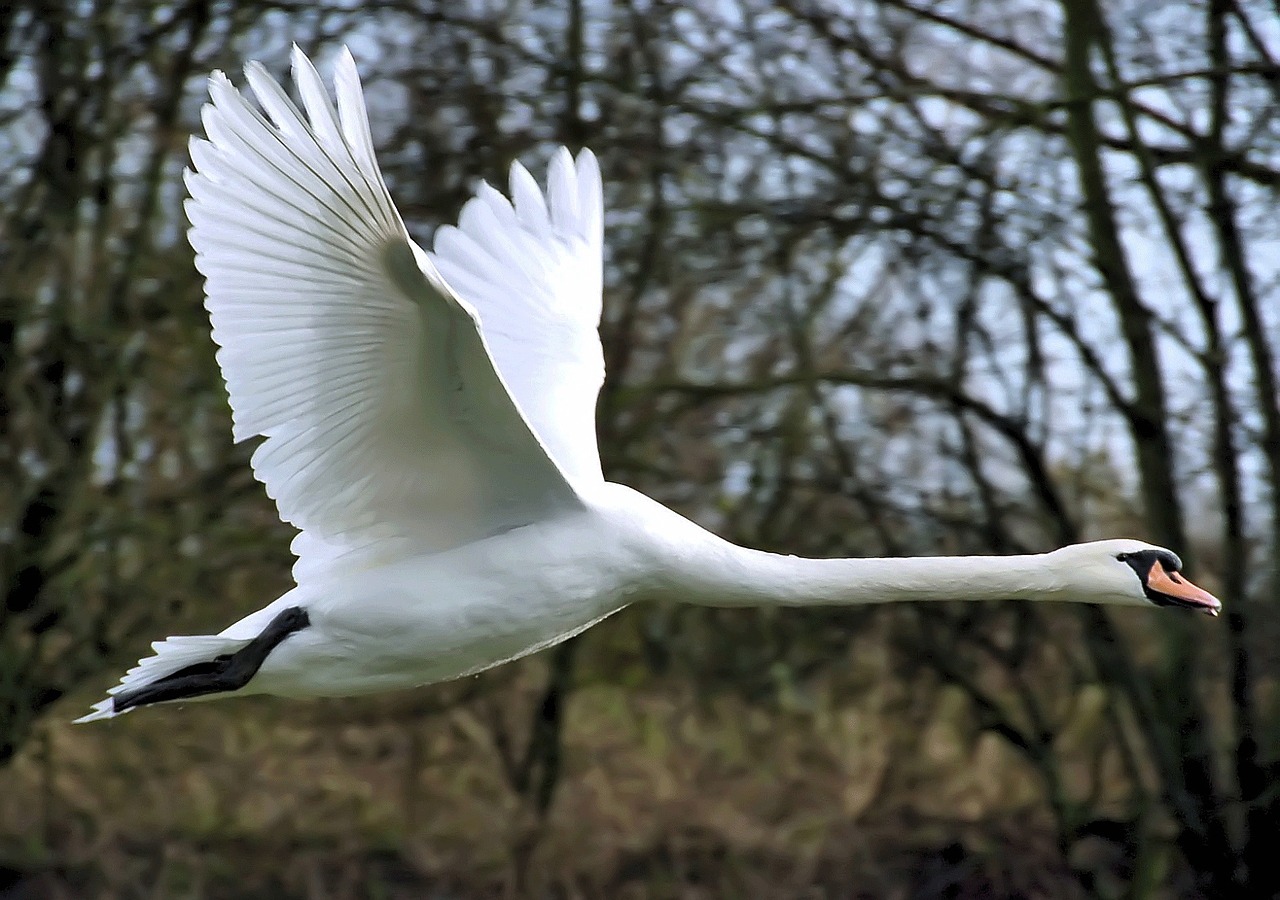 mute swan bird wildlife free photo