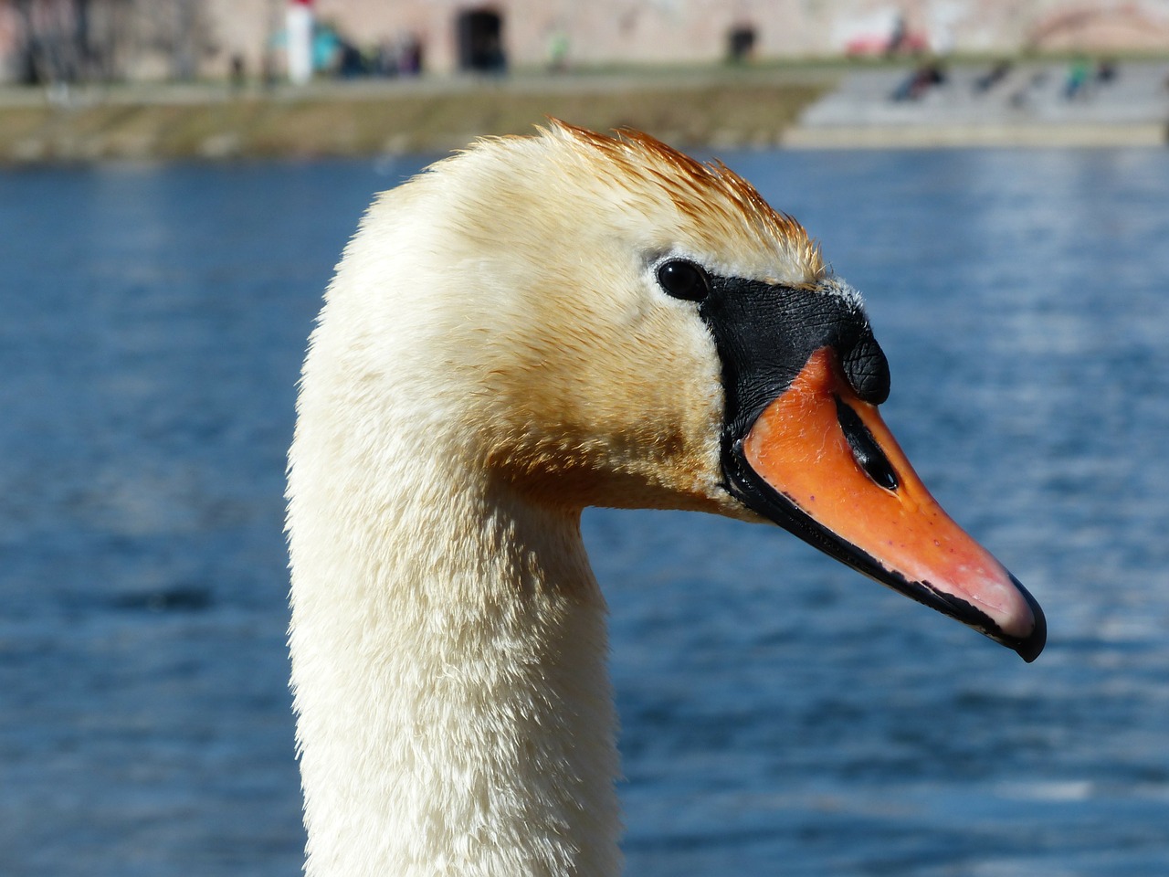 mute swan swan bird free photo