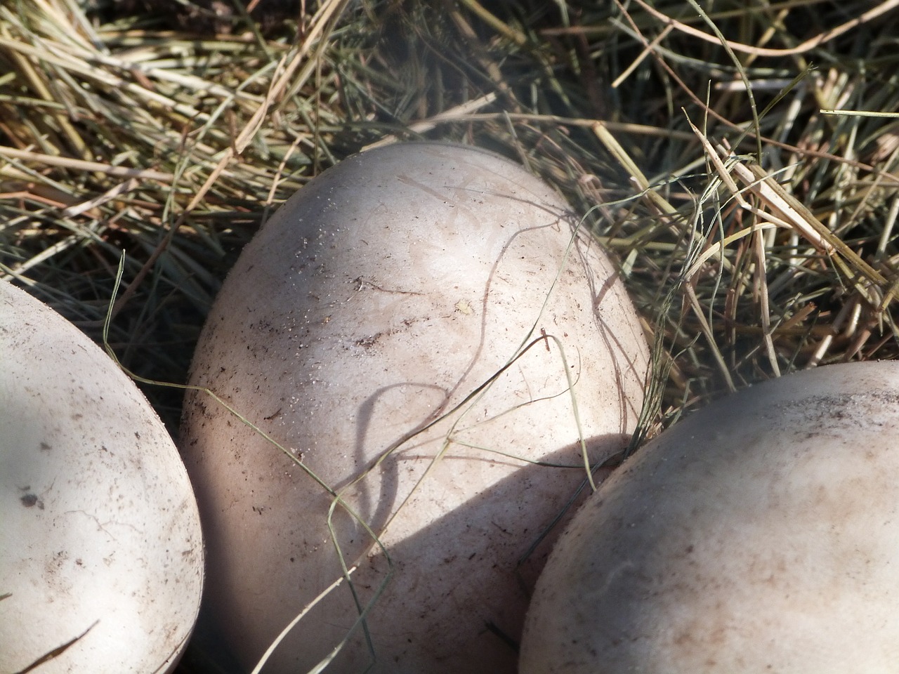 mute swan eggs eggs bird watching free photo
