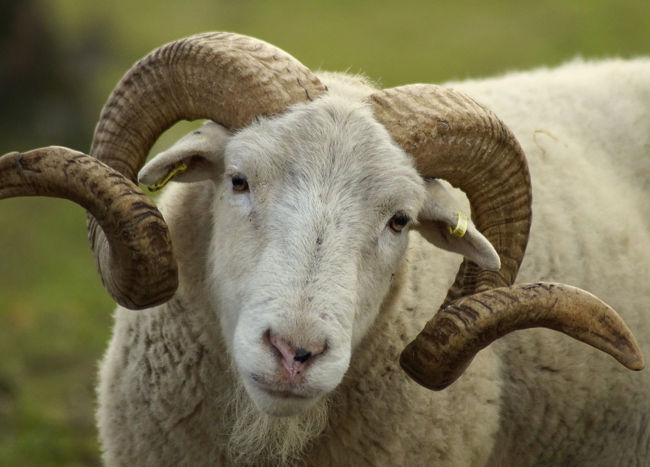 mutton  sheep  wool free photo