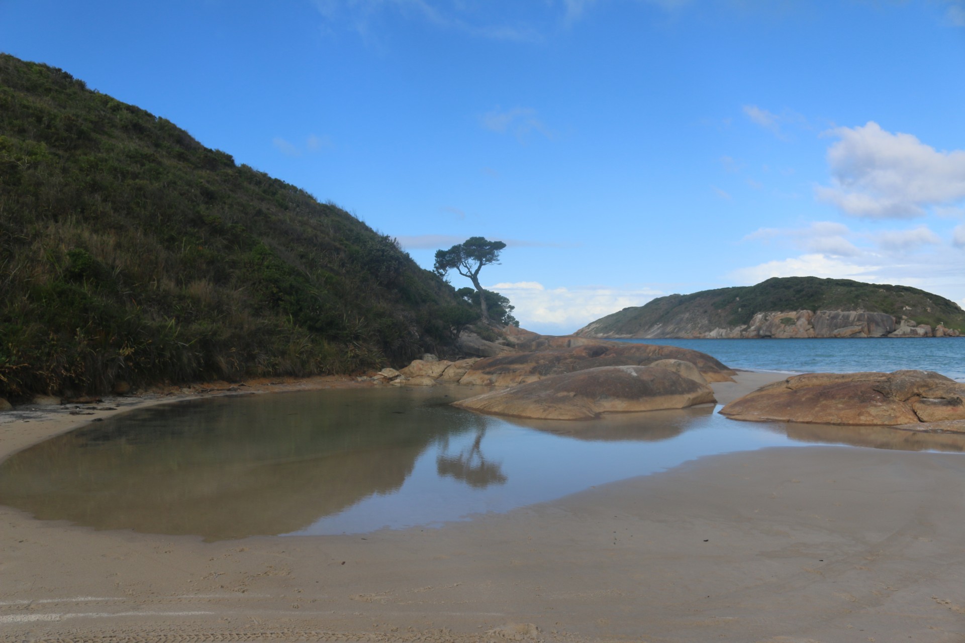 island tree pool free photo