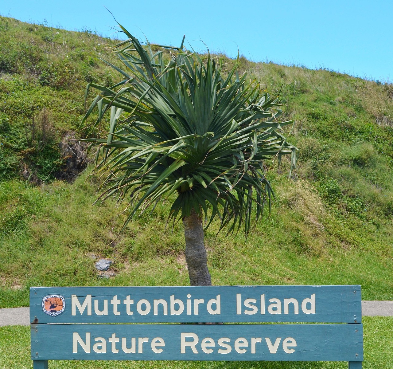 muttonbird australia muttonbird island free photo