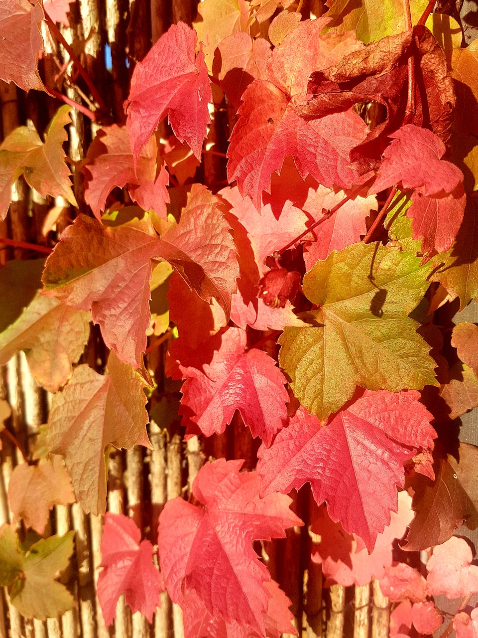 muurplant  wall plants  red leaves free photo