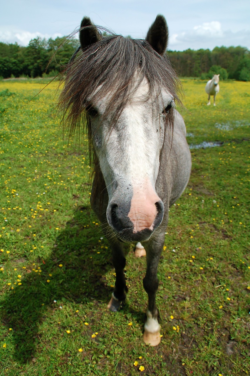 muzzle horse meadow free photo