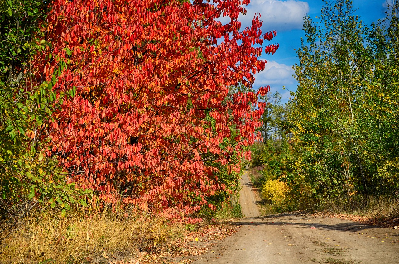 my color autumn free photo