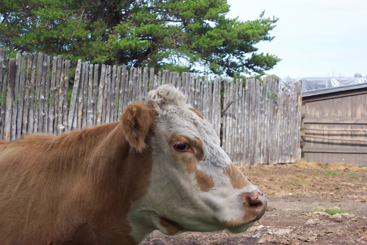 cow cattle farm free photo