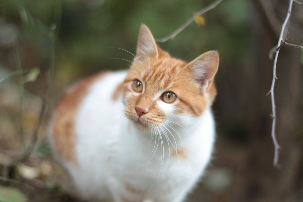 my cat yellow daisy free photo