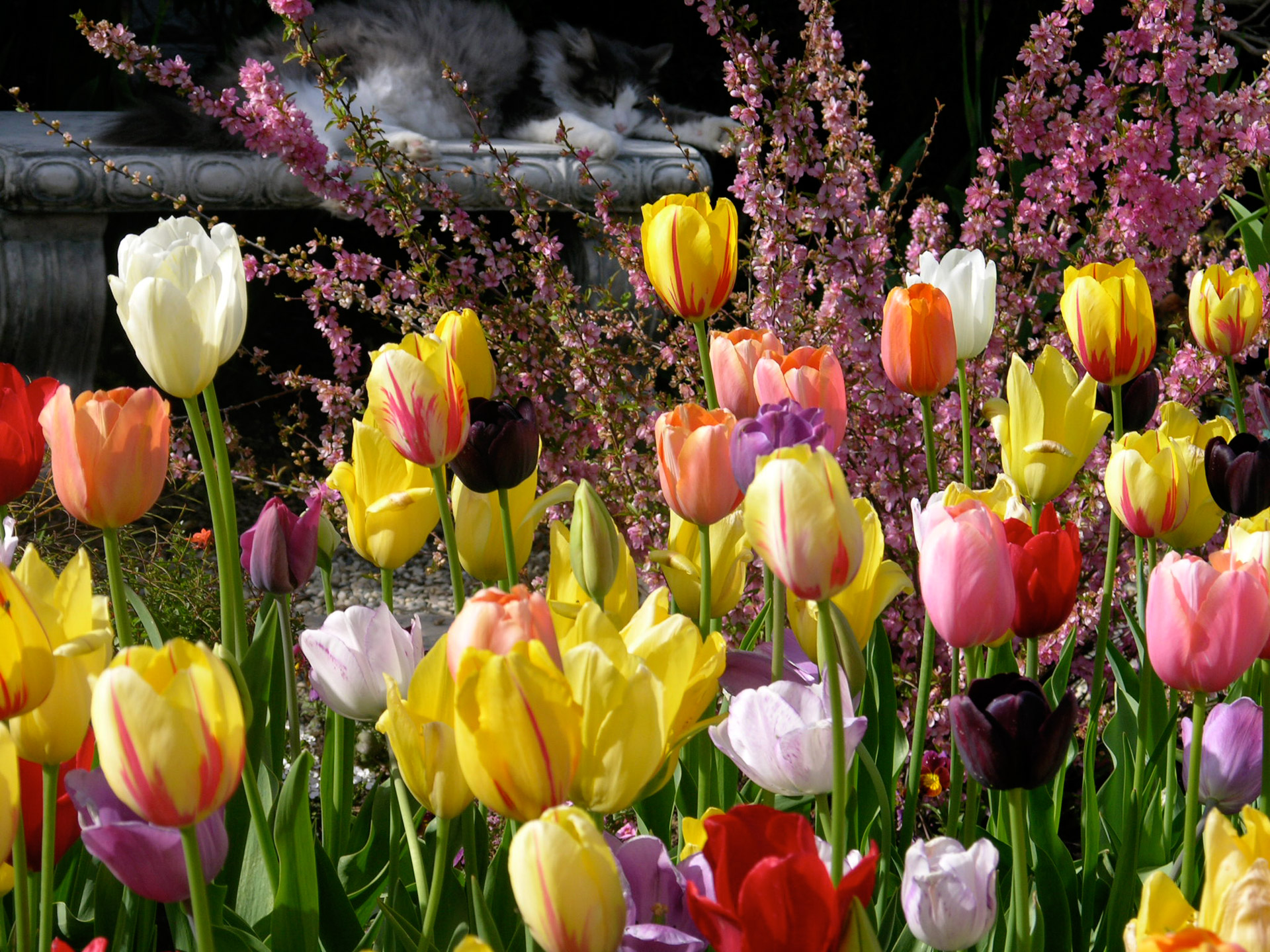 cat tulips garden free photo