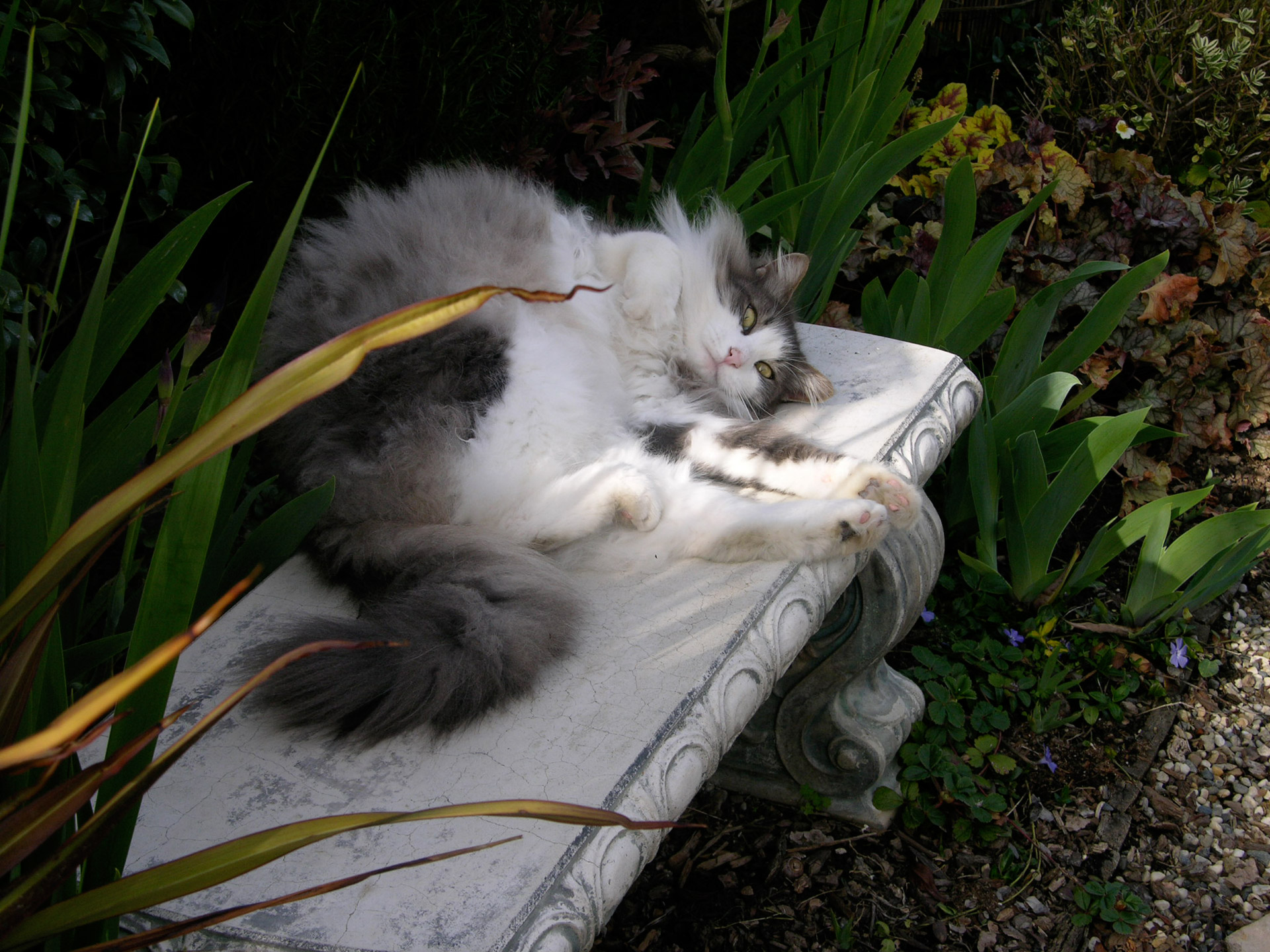 cat flowers garden free photo