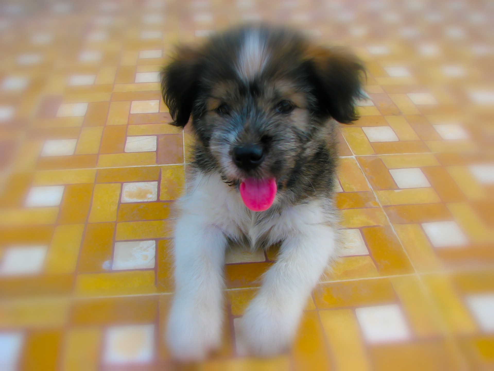 dog amateurpic viet nam free photo