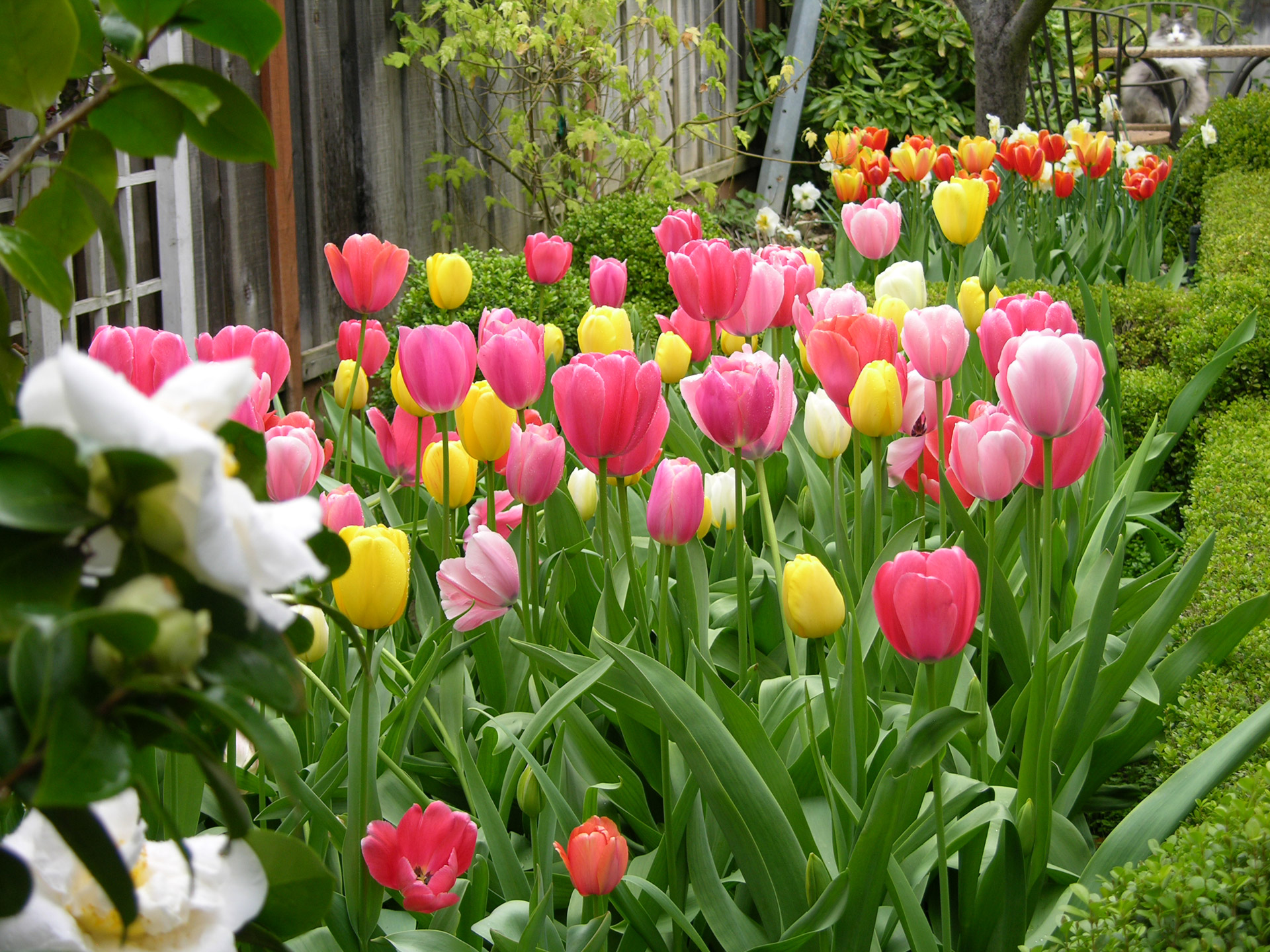 tulip cat garden free photo