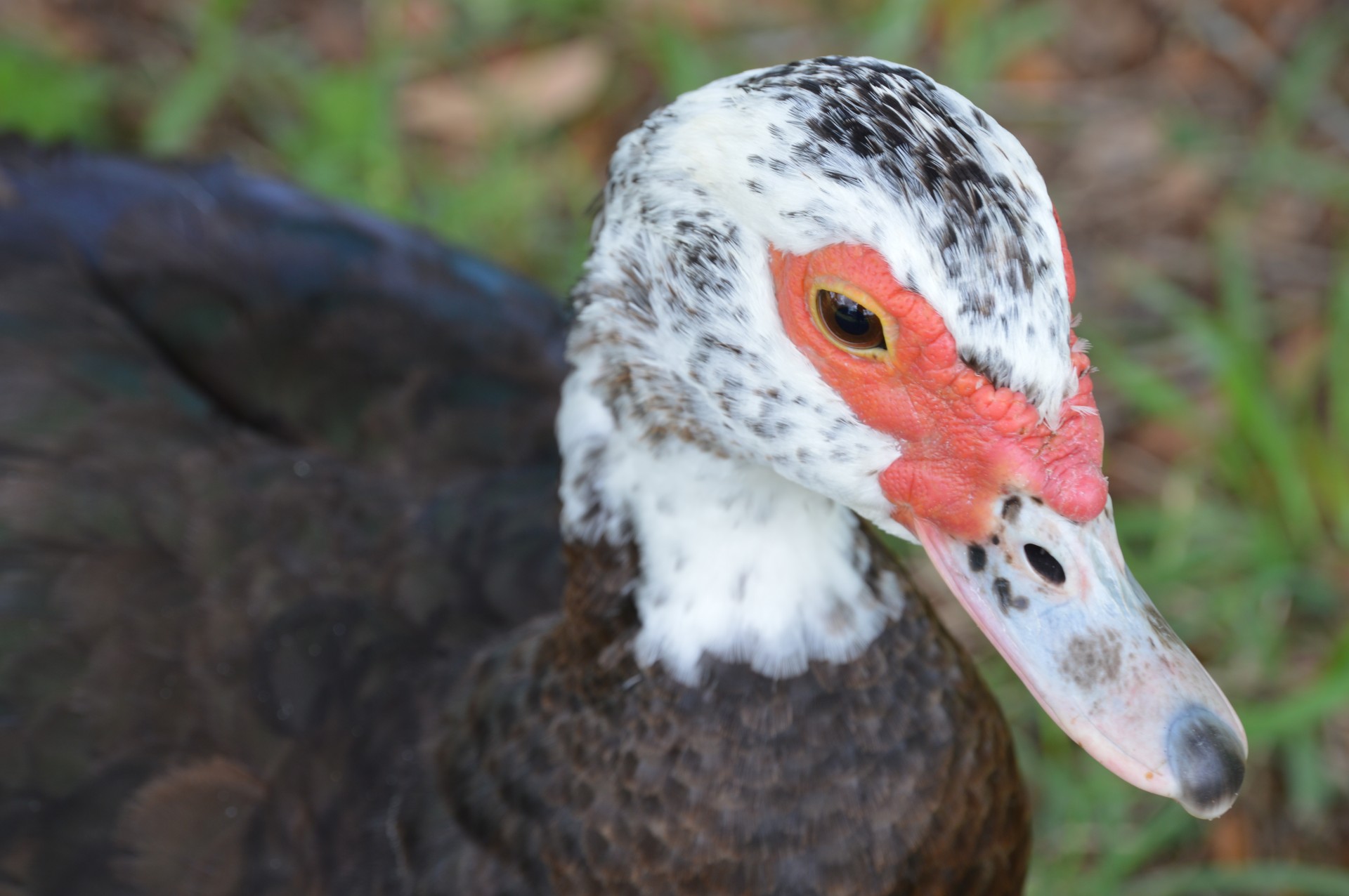 duck muscovy water foul free photo