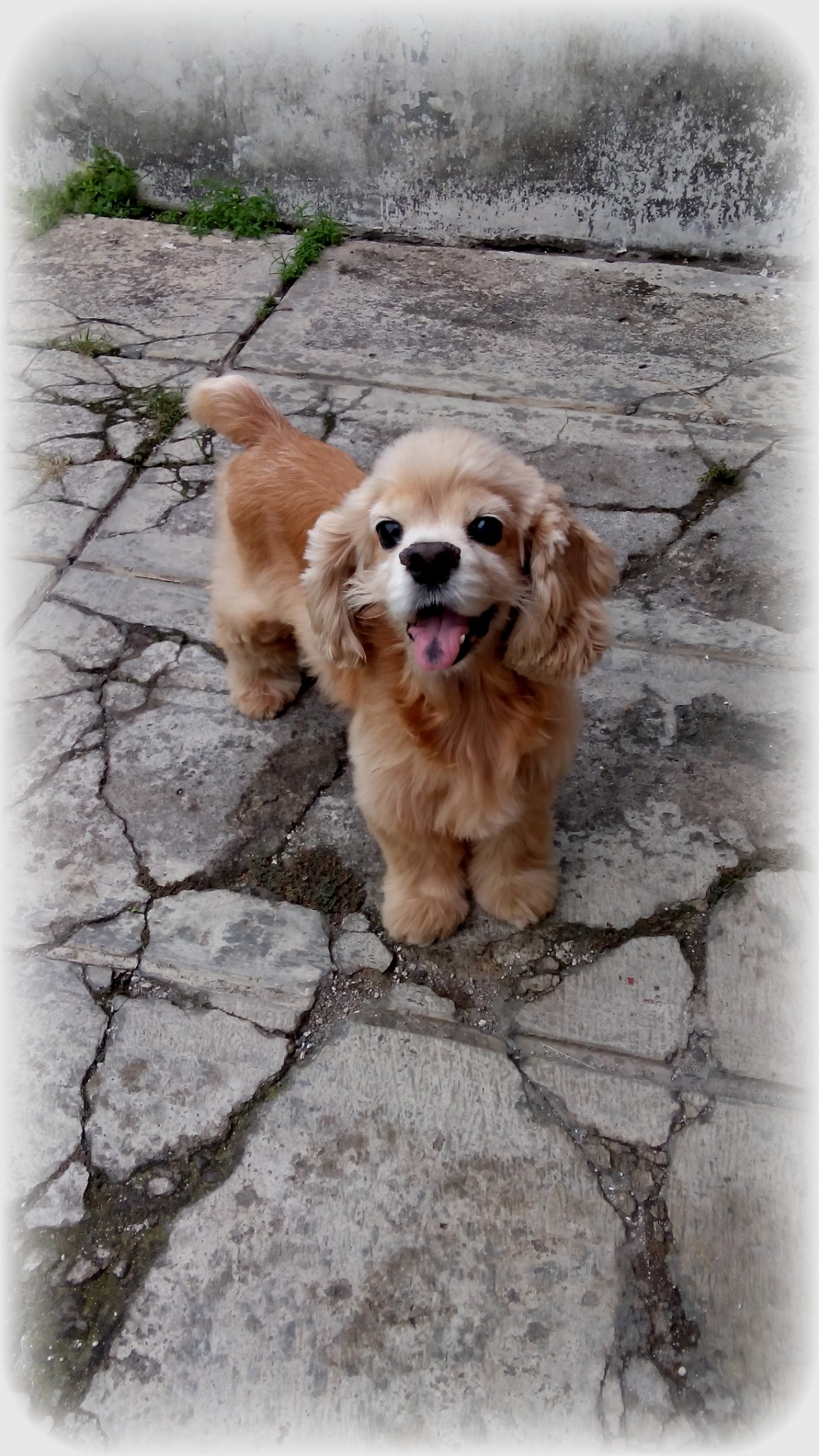 dog spaniel pet free photo