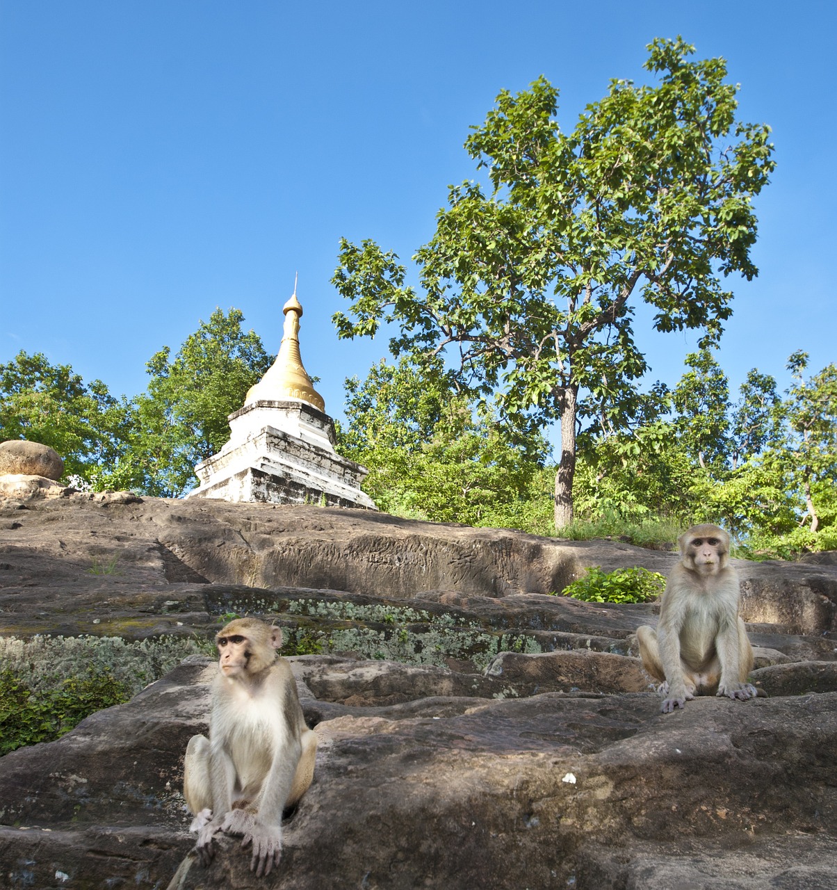 myanmar monkeys asia free photo
