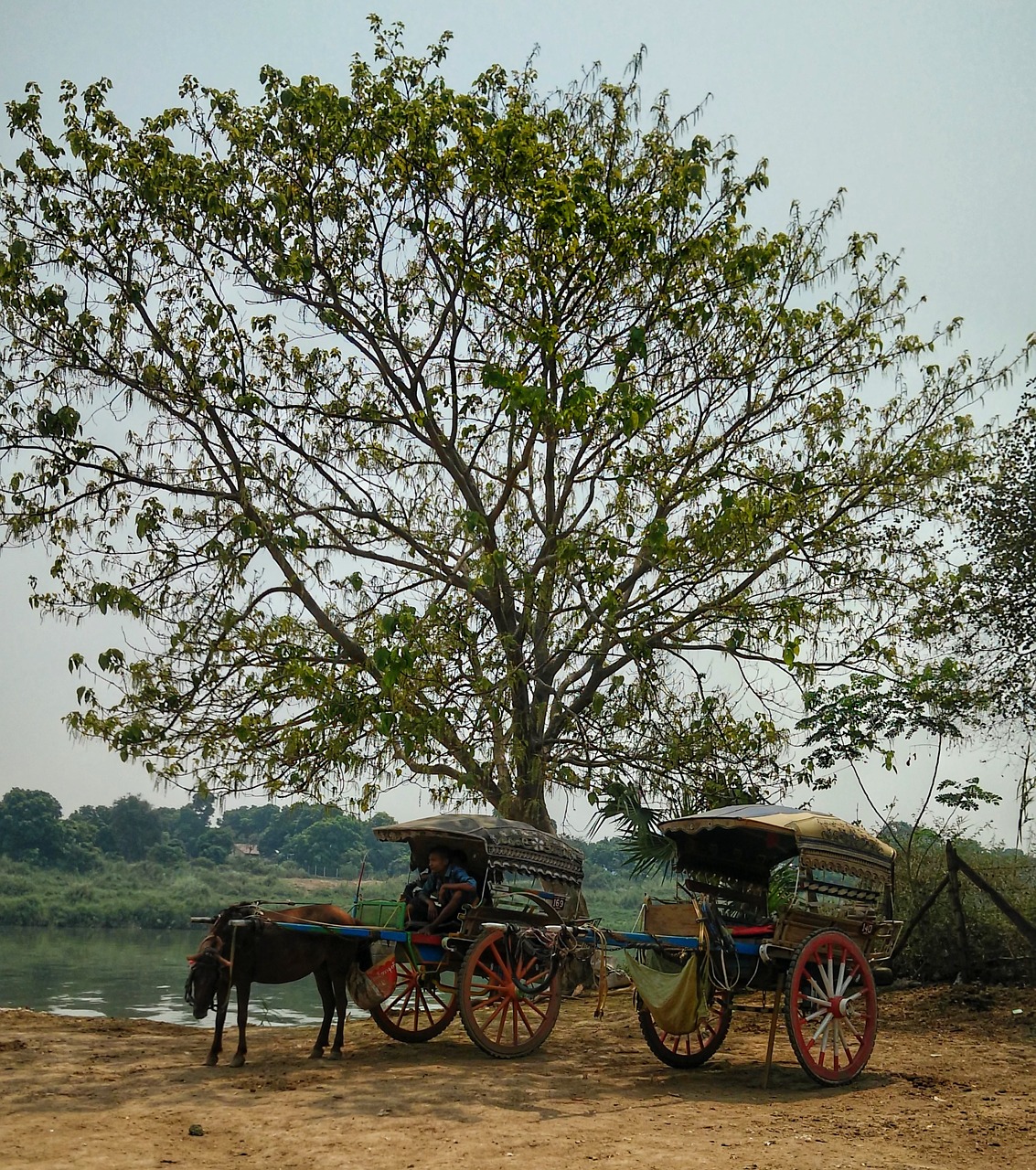 myanmar horse cart free photo