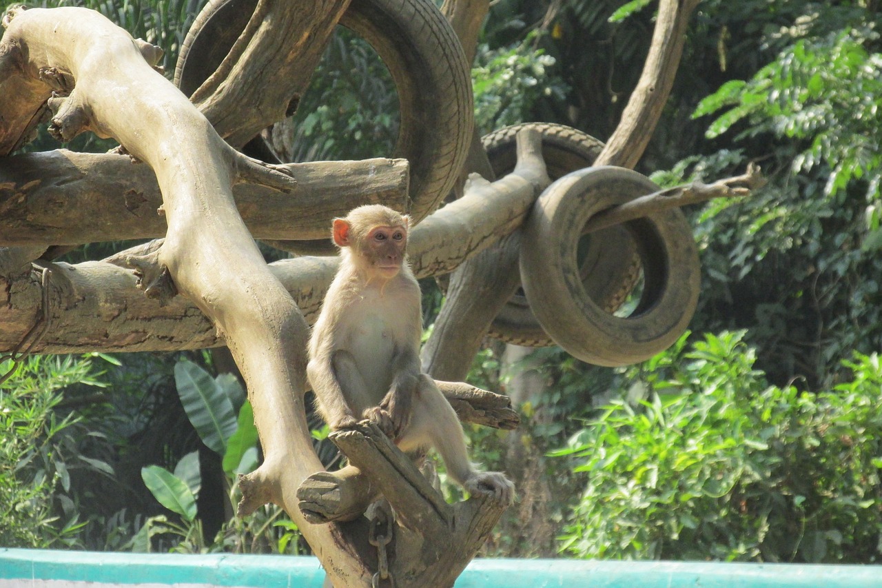 monkey tree zoo free photo