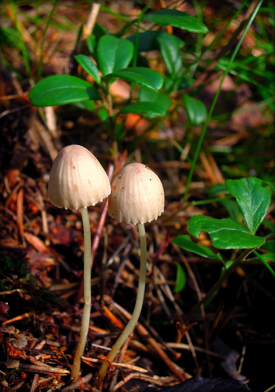 mycena mushrooms grebes free photo