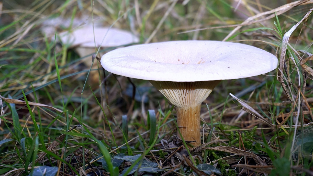 mycology nature boletaire free photo