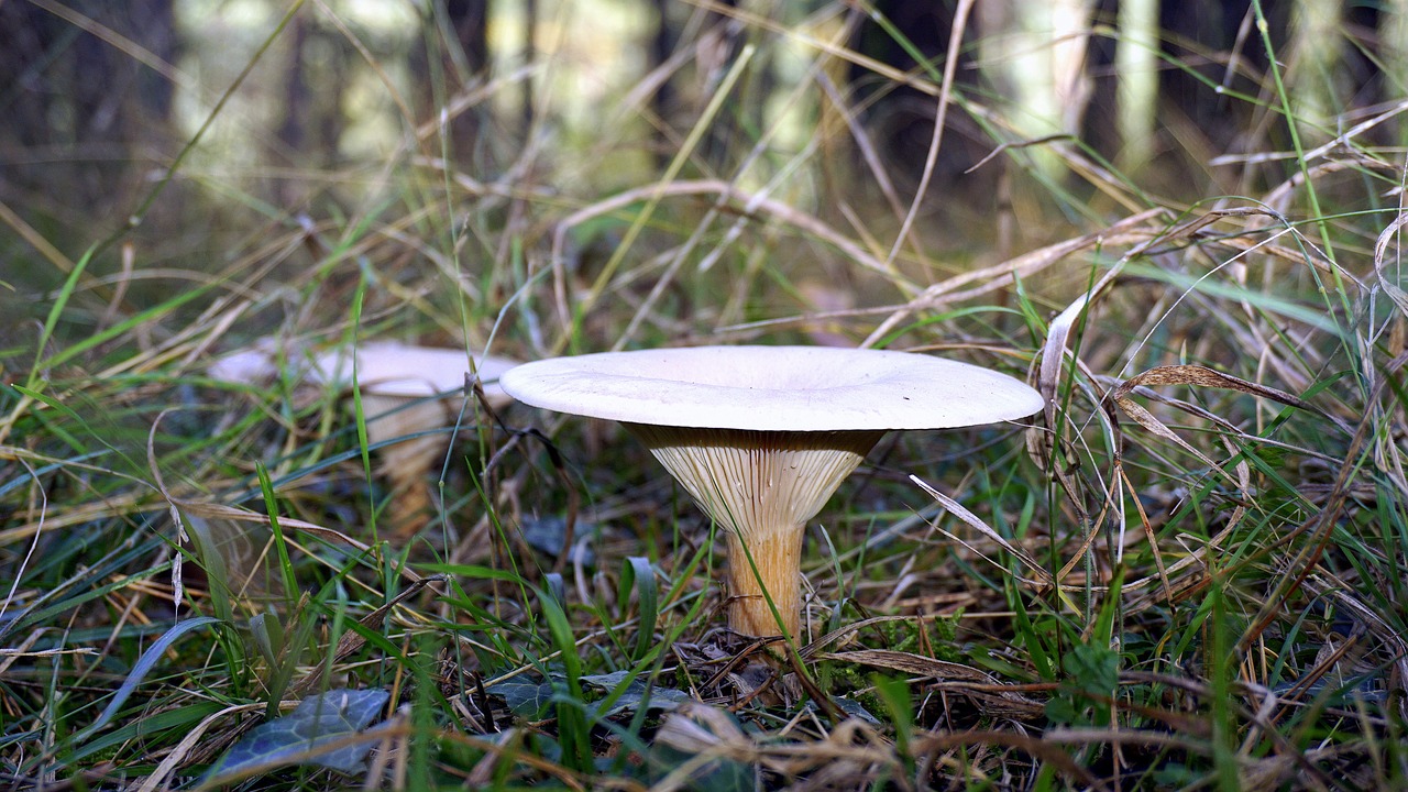 mycology nature boletaire free photo