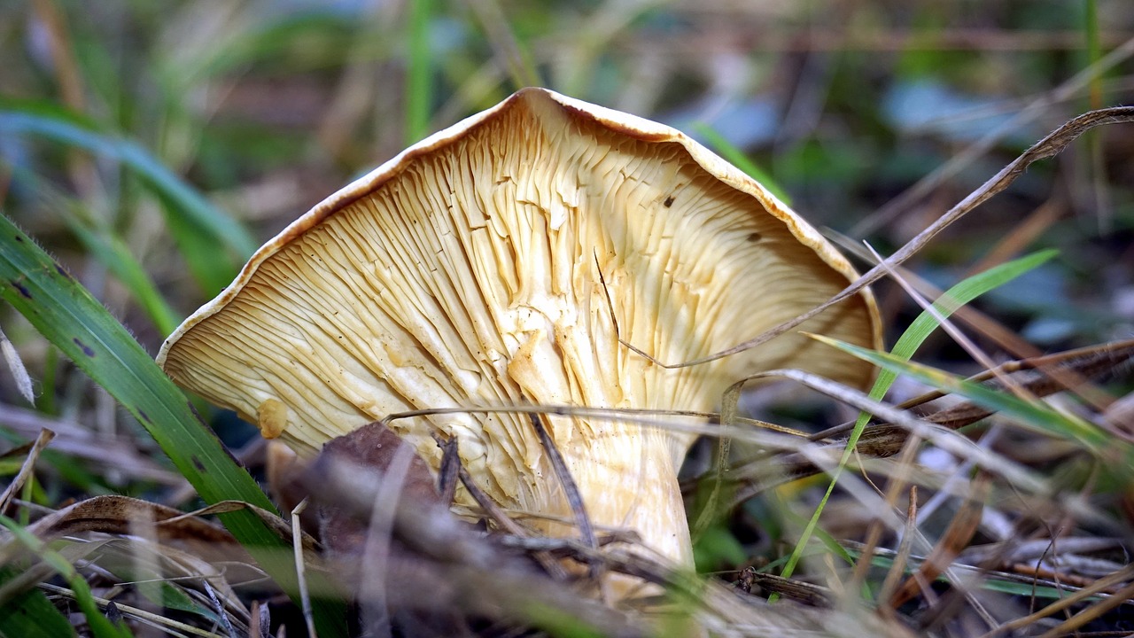 mycology mushroom boletaire free photo