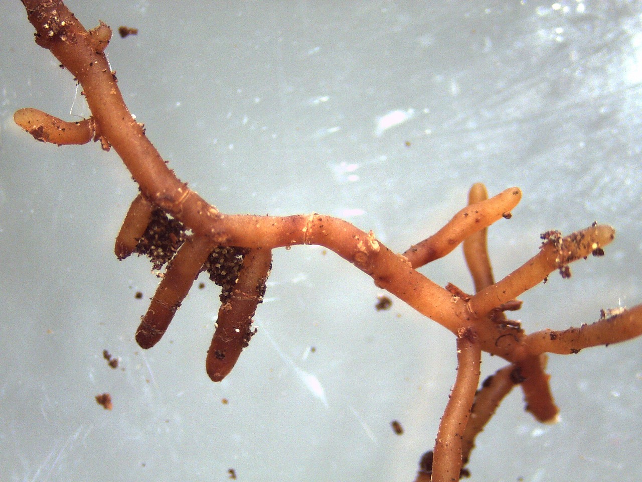 mycorrhiza ectomycorrhiza mushroom free photo